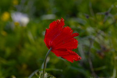 03-Crown-Anemone-at-Emek-ha-Shalom