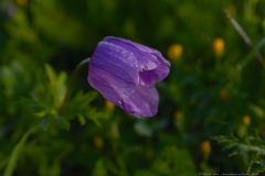 04-Crown-Anemone-at-Emek-ha-Shalom