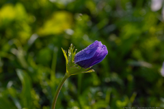 05-Crown-Anemone-at-Emek-ha-Shalom