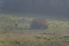 02-Trees-at-Emek-ha-Shalom