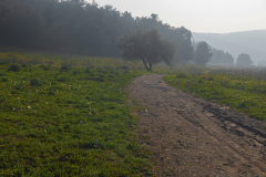 04-Trees-at-Emek-ha-Shalom