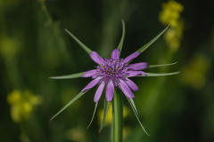 Flowers-1