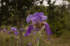 Flowers-10