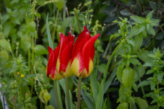 Flowers-11