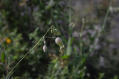 Flowers-12