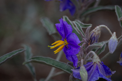 Flowers-2