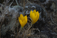 Flowers-4