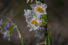 Flowers-5