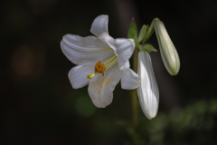 Flowers-6