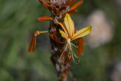 Flowers-7