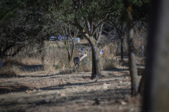 02-Gazelle-Valley-July-5Th-2025