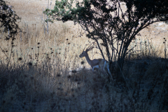 05-Gazelle-Valley-July-5Th-2025