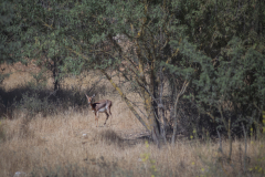 06-Gazelle-Valley-July-5Th-2025