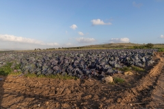 01-Gezer-Fields