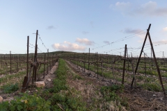 05-Gezer-Fields