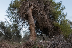 06-Gezer-Fields