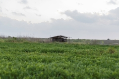 08-Gezer-Fields