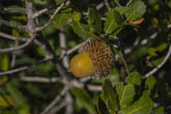 03-Ha-Masrek-Reserve-01122023