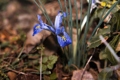 01-Har-Chozek-Ghajar-Tel-Dan-Nature-Reserve
