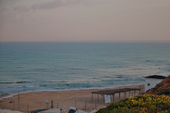 02-Havatzelet-HaSharon