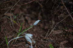 02-Nes-Harim-22.12.2023