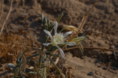 01-Desert-Pancratium