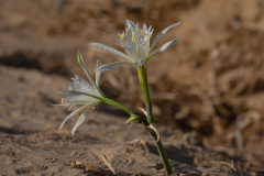 02-Desert-Pancratium
