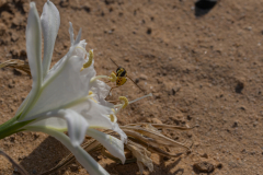 03-Desert-Pancratium