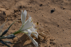 04-Desert-Pancratium