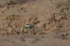 05-Desert-Pancratium