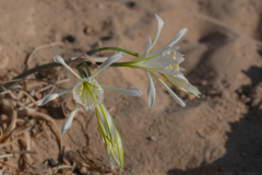06-Desert-Pancratium