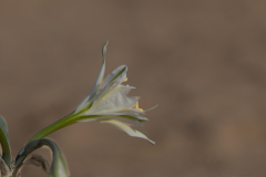 07-Desert-Pancratium