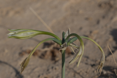 08-Desert-Pancratium