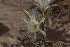 09-Desert-Pancratium