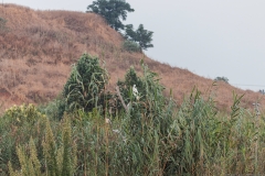 01-Hod-Hashron-Park-5-Sep-2020