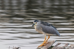 04-Hod-Hashron-Park-5-Sep-2020