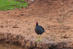 05-Hod-Hashron-Park-5-Sep-2020