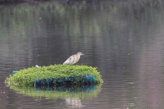 06-Hod-Hashron-Park-5-Sep-2020