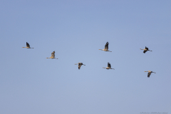 01-Hula-Nature-Reserve-21.11.2025