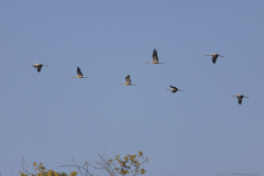 02-Hula-Nature-Reserve-21.11.2025