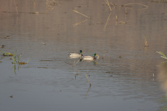 07-Hula-Nature-Reserve-21.11.2025