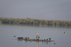 08-Hula-Nature-Reserve-21.11.2025