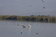 09-Hula-Nature-Reserve-21.11.2025