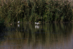 16-Hula-Nature-Reserve-21.11.2025