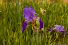 02-Iris-Mesopotamica-Canada-Park