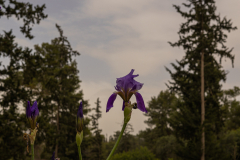 05-Iris-Mesopotamica-Canada-Park