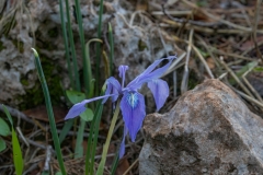 13-Crocus