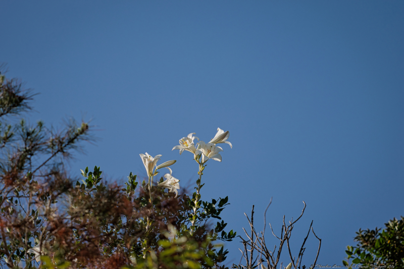 02-Kelach-Stream-Madonna-Lily
