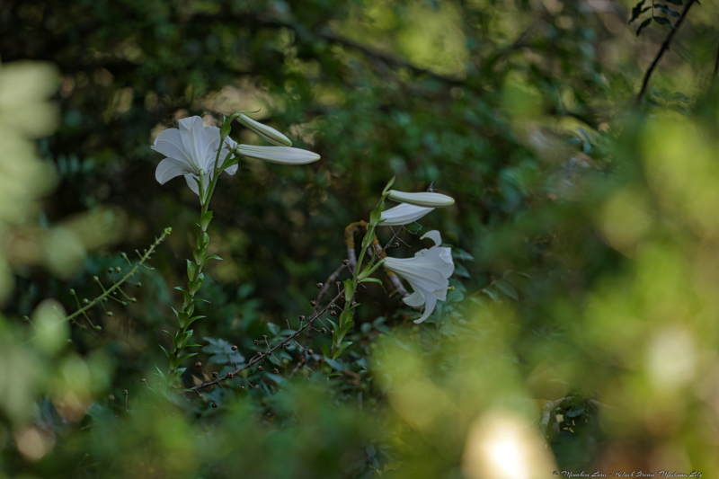 04-Kelach-Stream-Madonna-Lily