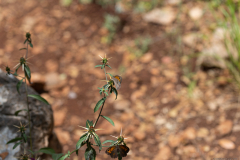 05-פרפר